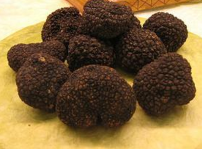 松露是豬和獵犬采摘回來(lái)的？